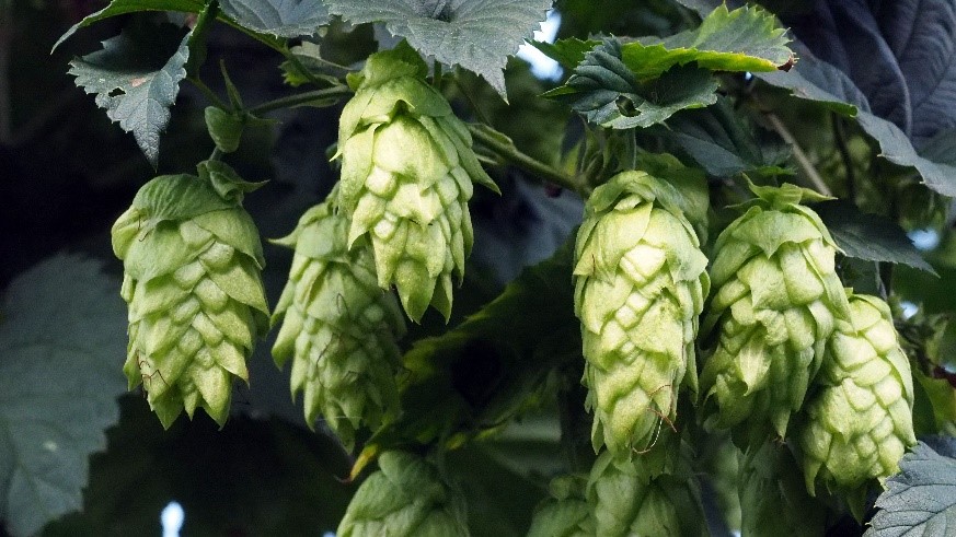 A photo of hops growing on a bine.