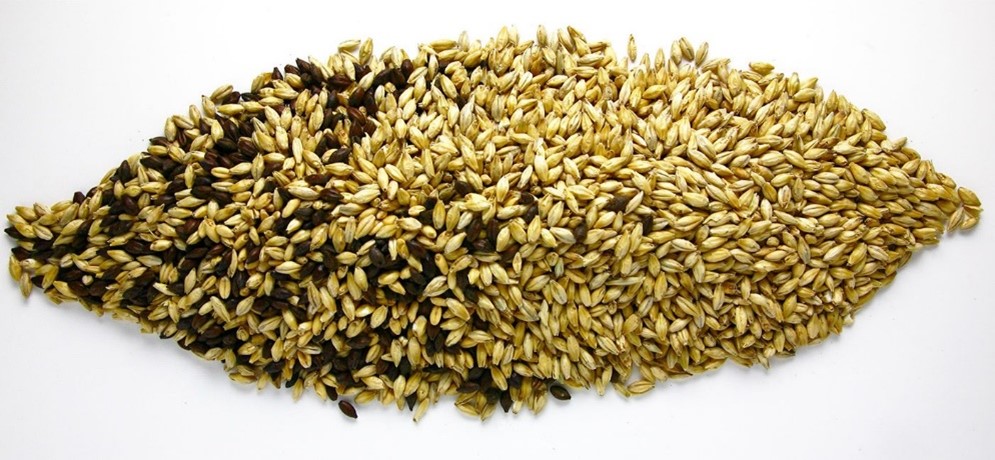 A photo of malted barley